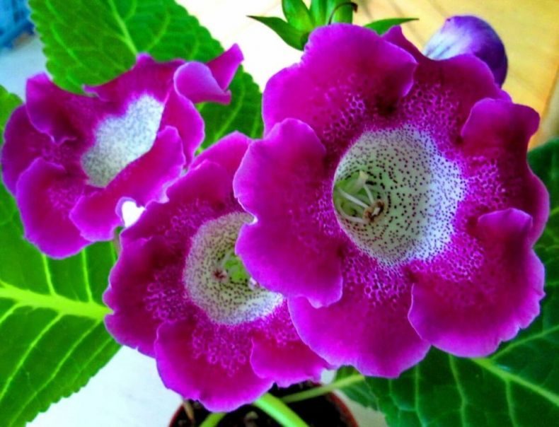 Глоксиния: (95+ фото), выращивание и уход за цветком в домашних условиях #42