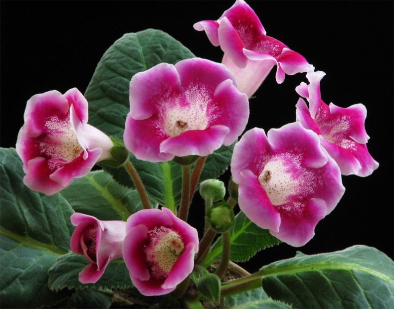 Глоксиния: (95+ фото), выращивание и уход за цветком в домашних условиях #49