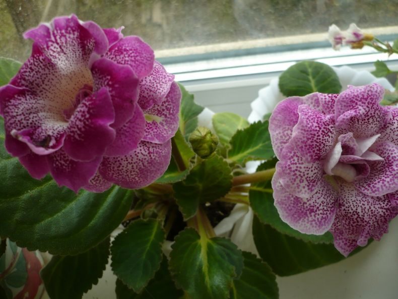 Глоксиния: (95+ фото), выращивание и уход за цветком в домашних условиях #60