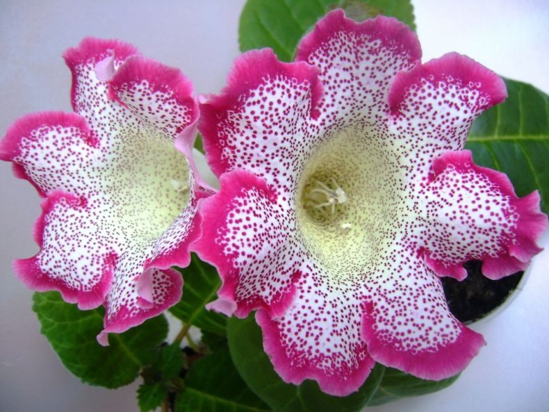 Глоксиния: (95+ фото), выращивание и уход за цветком в домашних условиях #62