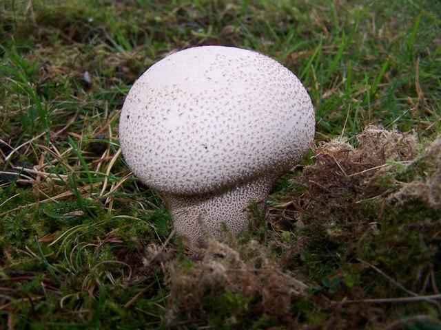 Съедобные и несъедобные грибы: ТОП-60 видов грибов с описанием #26