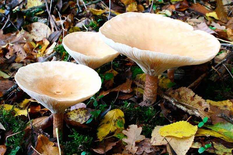Съедобные и несъедобные грибы: ТОП-60 видов грибов с описанием #25