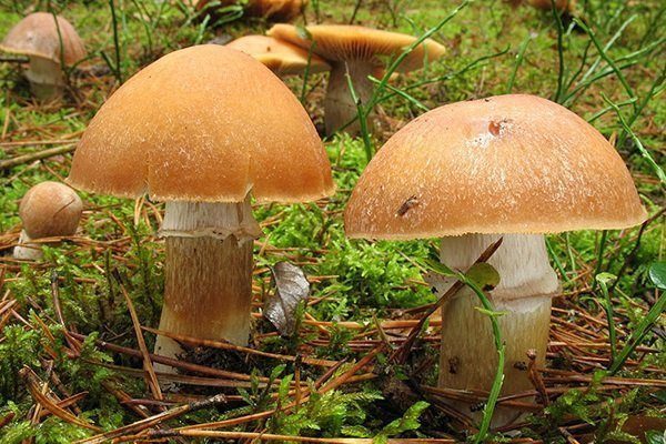 Съедобные и несъедобные грибы: ТОП-60 видов грибов с описанием #7
