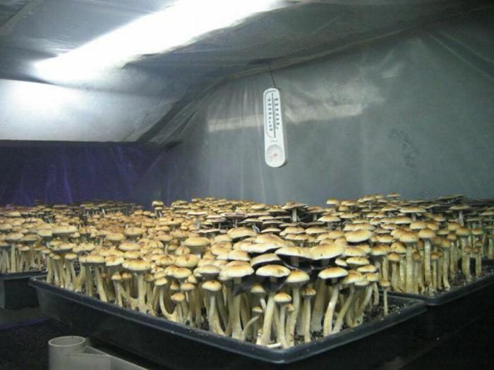 Как вырастить грибы в квартире: подробная инструкция на 2023 год #3