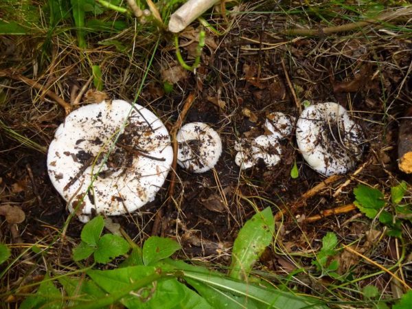 Съедобные и несъедобные грибы: ТОП-60 видов грибов с описанием #17
