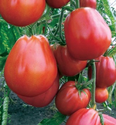 ТОП-25 лучших детерминантных сортов томатов (рейтинг на 2023 год) #27