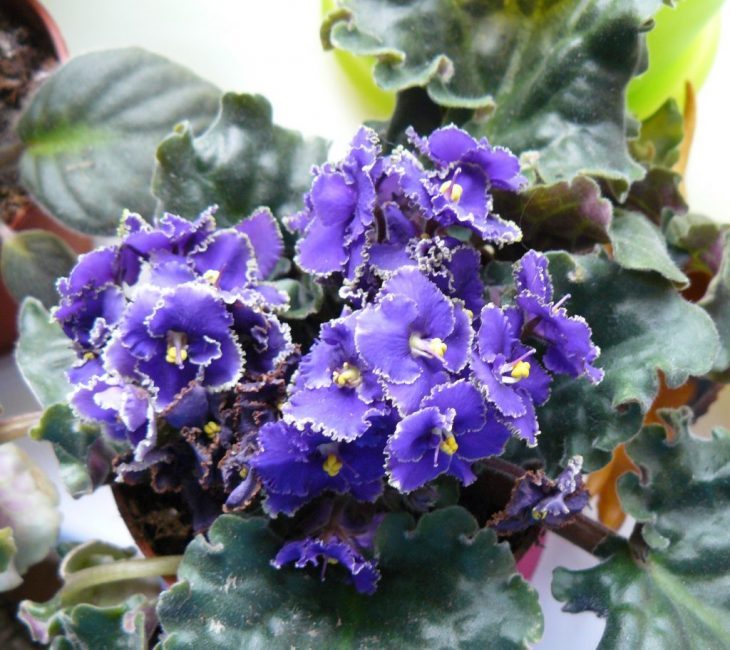 ТОП-70 красивых растений с синими цветами (+фото и названия) #1