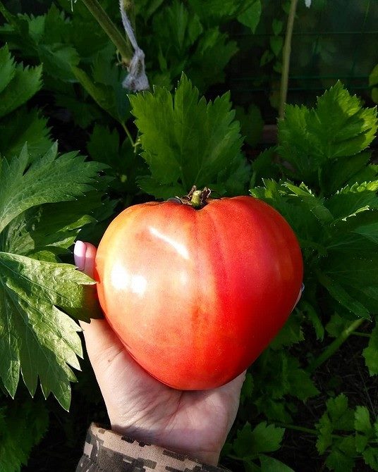 ТОП-55 лучших сортов томатов 2023 (для теплиц и открытого грунта) #22
