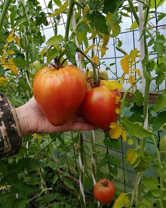 ТОП-55 лучших сортов томатов 2023 (для теплиц и открытого грунта) #21