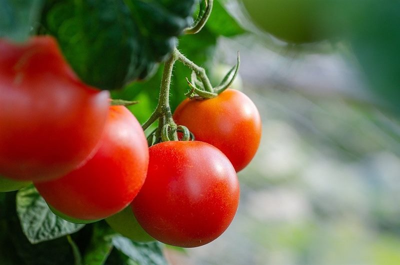 ТОП-55 лучших сортов томатов 2023 (для теплиц и открытого грунта) #19