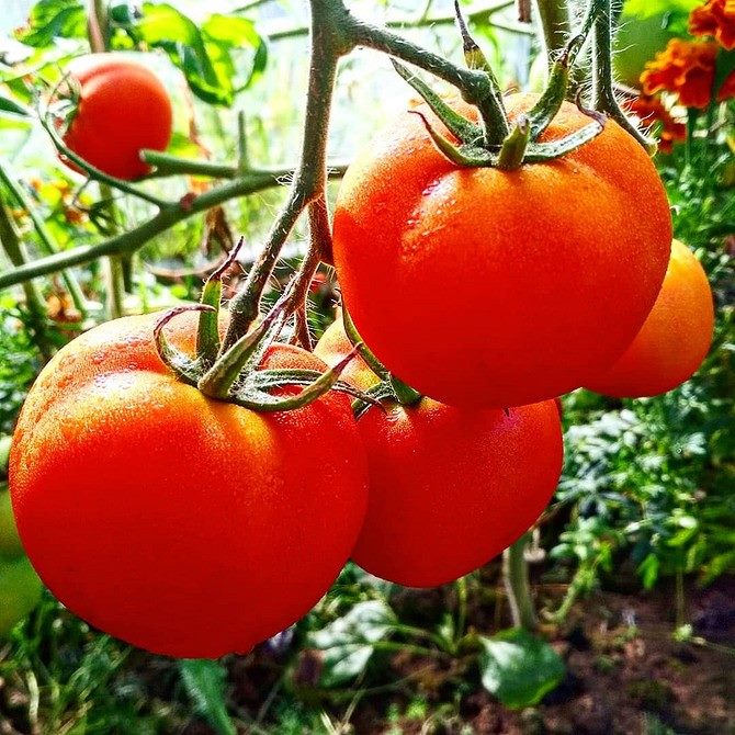 ТОП-55 лучших сортов томатов 2023 (для теплиц и открытого грунта) #18
