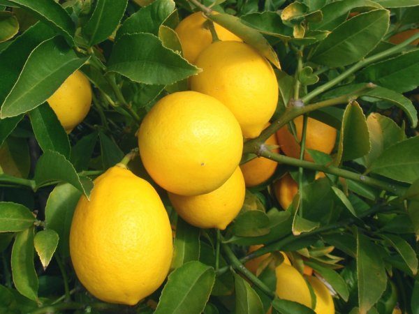 Лимонное дерево: (ТОП-75 фото), уход и выращивание в домашних условиях #5