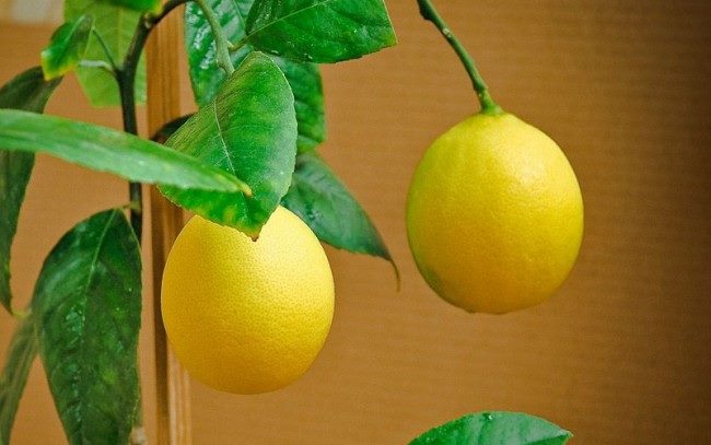 Лимонное дерево: (ТОП-75 фото), уход и выращивание в домашних условиях #6