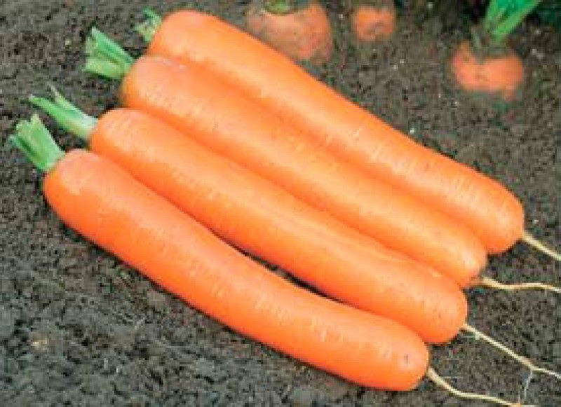 ТОП-25 Лучших сорта моркови на 2023 год (ранние, среднеспелые, поздние) #7