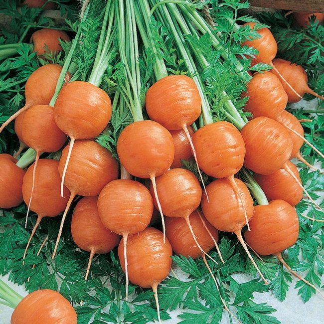 ТОП-25 Лучших сорта моркови на 2023 год (ранние, среднеспелые, поздние) #9