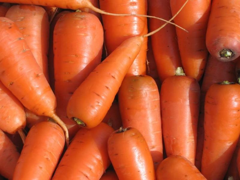 ТОП-25 Лучших сорта моркови на 2023 год (ранние, среднеспелые, поздние) #10