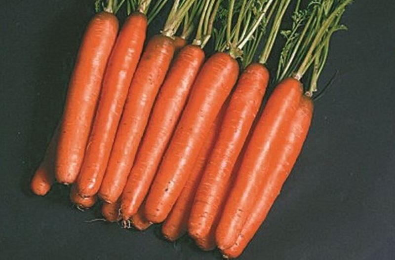 ТОП-25 Лучших сорта моркови на 2023 год (ранние, среднеспелые, поздние) #12