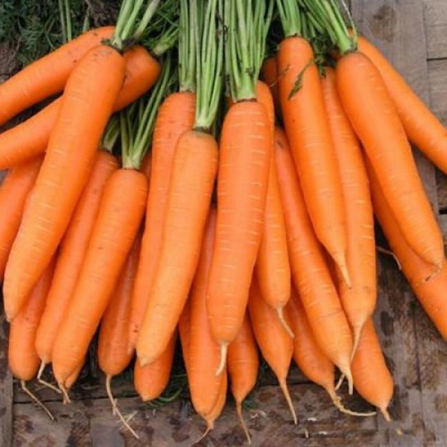 ТОП-25 Лучших сорта моркови на 2023 год (ранние, среднеспелые, поздние) #13