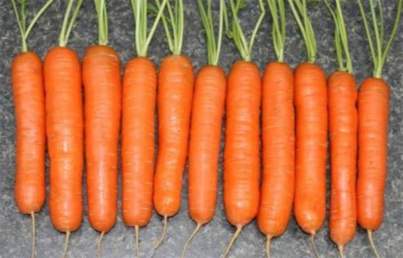 ТОП-25 Лучших сорта моркови на 2023 год (ранние, среднеспелые, поздние) #14