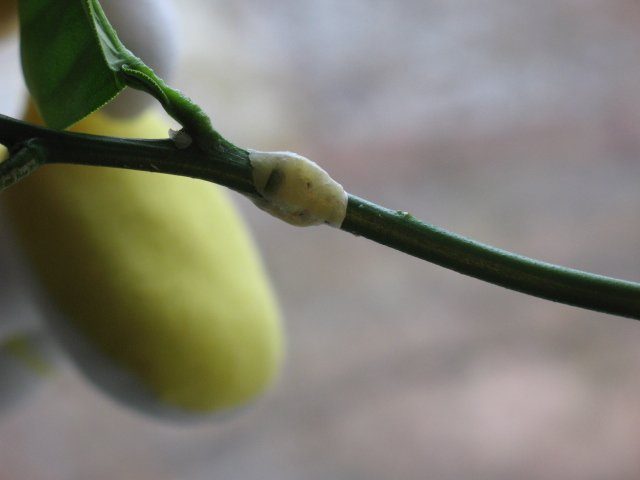 Лимонное дерево: (ТОП-75 фото), уход и выращивание в домашних условиях #18
