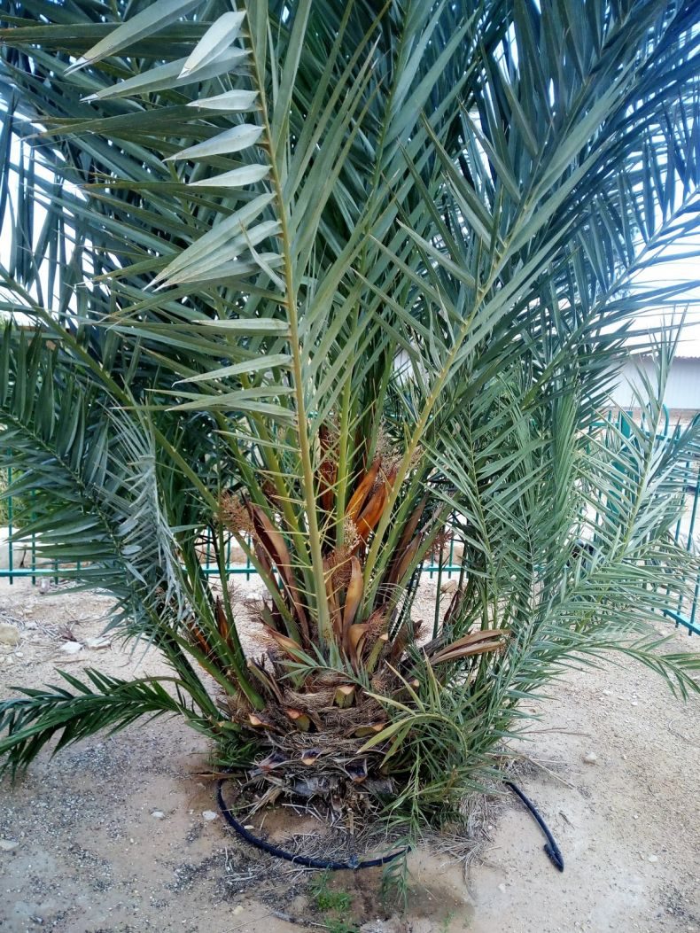 Финиковая пальма: ТОП-85 фото видов с описанием (как вырастить финик из косточки) #39