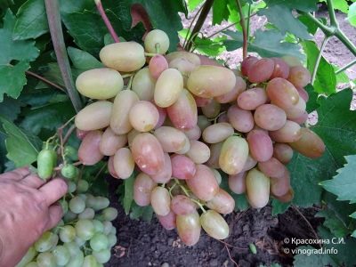 ТОП-33 Самых вкусных сортов винограда 2023 (+фото и описание) #24
