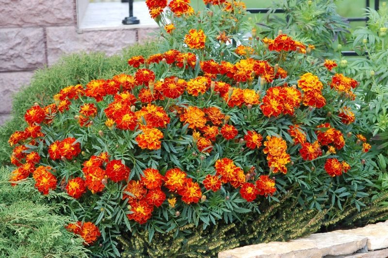 ТОП-50 Лучших осенних цветов для сада (фото и названия) #7
