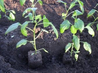 Выращивание перца: пошаговая инструкция (от А до Я) #2