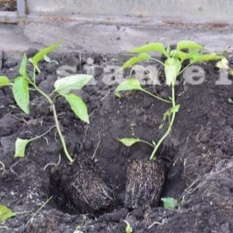 Выращивание перца: пошаговая инструкция (от А до Я) #8