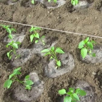 Выращивание перца: пошаговая инструкция (от А до Я) #9