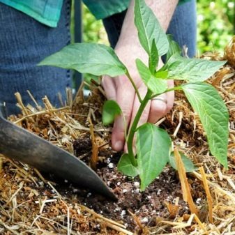 Выращивание перца: пошаговая инструкция (от А до Я) #13