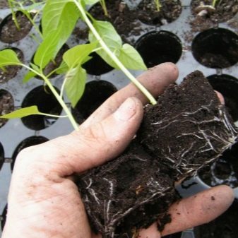 Выращивание перца: пошаговая инструкция (от А до Я) #24