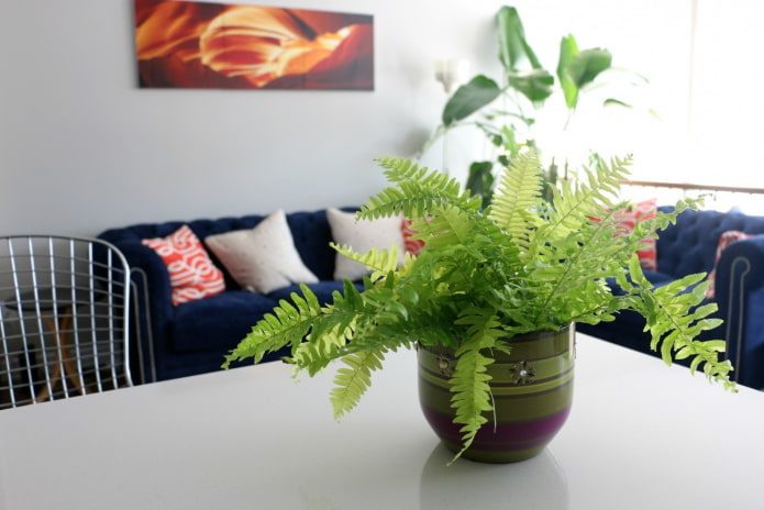 ТОП-35 Самые полезных комнатных растений для квартиры в горшках #8