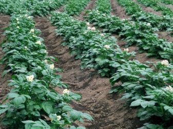 ТОП-15 Лучших органических удобрений для Картофеля при посадке в лунку #22