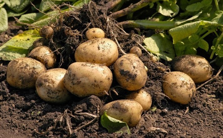 ТОП-15 Лучших органических удобрений для Картофеля при посадке в лунку #24