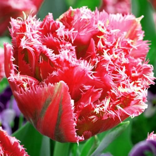 ТОП-33 видов и сортов тюльпанов (85+ фото с описанием) #4