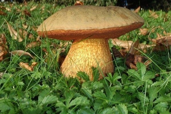 Съедобные и несъедобные грибы: ТОП-60 видов грибов с описанием #34