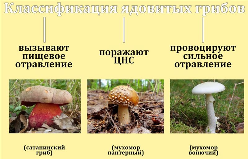 Съедобные и несъедобные грибы: ТОП-60 видов грибов с описанием #40
