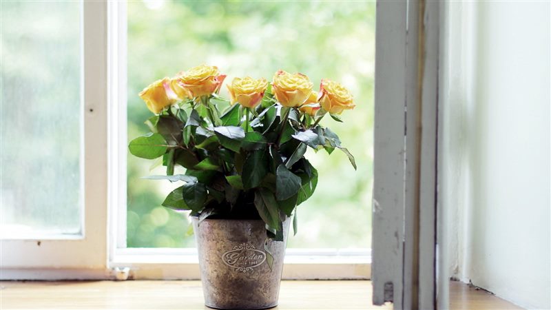 Комнатная роза (домашняя) в горшке: уход дома, как выращивать +пересадка #12