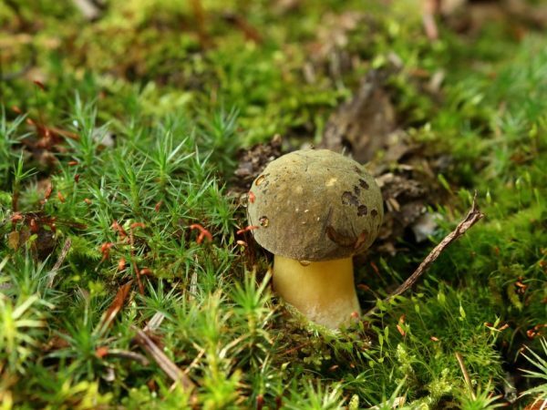 Съедобные и несъедобные грибы: ТОП-60 видов грибов с описанием #1