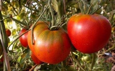 ТОП-55 лучших сортов томатов 2023 (для теплиц и открытого грунта) #15