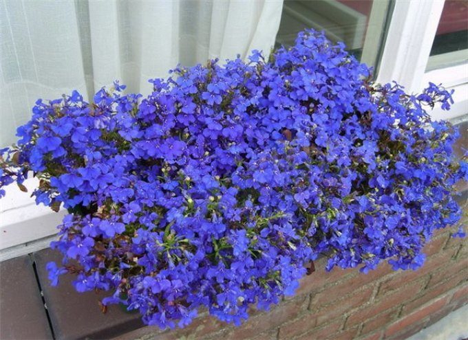 ТОП-70 красивых растений с синими цветами (+фото и названия) #52