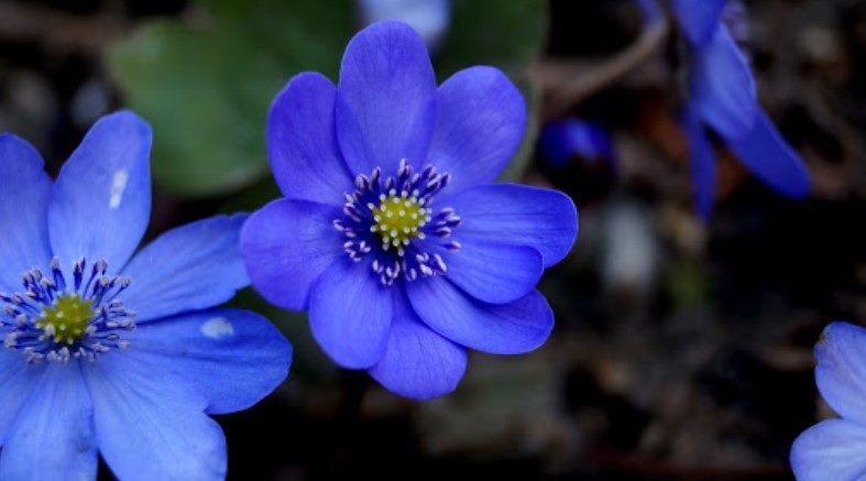 ТОП-70 красивых растений с синими цветами (+фото и названия) #42