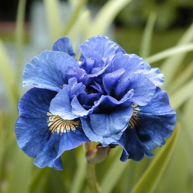 ТОП-70 красивых растений с синими цветами (+фото и названия) #59