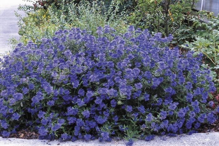 ТОП-70 красивых растений с синими цветами (+фото и названия) #39