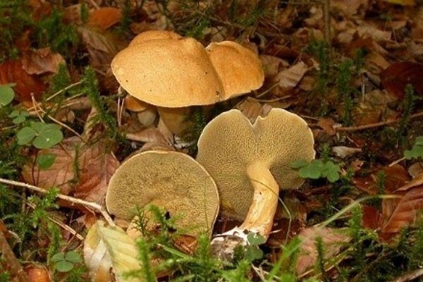 Съедобные и несъедобные грибы: ТОП-60 видов грибов с описанием #37