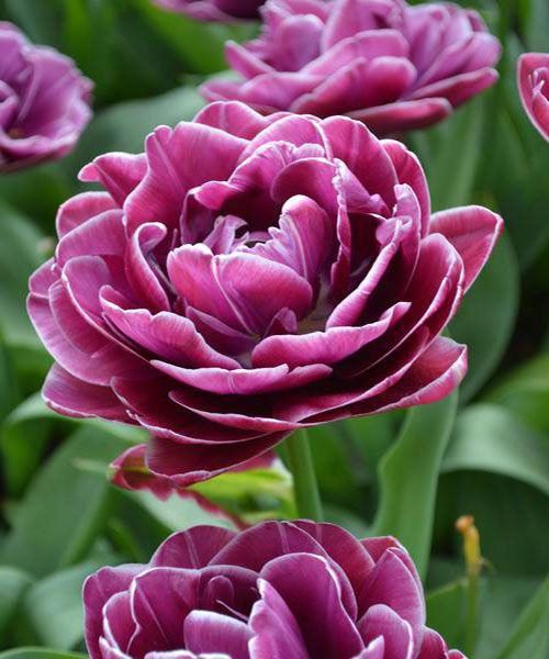 ТОП-33 видов и сортов тюльпанов (85+ фото с описанием) #44