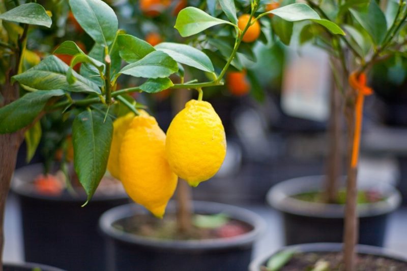 Лимонное дерево: (ТОП-75 фото), уход и выращивание в домашних условиях #1