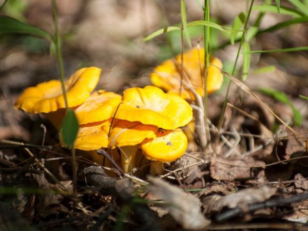 Съедобные и несъедобные грибы: ТОП-60 видов грибов с описанием #11
