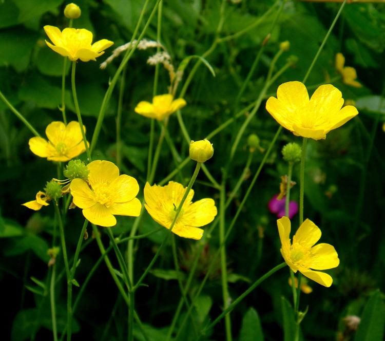 ТОП-50 красивых полевых (Луговых) цветов: фото и описание видов #37